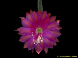 Disocactus cv. 416
